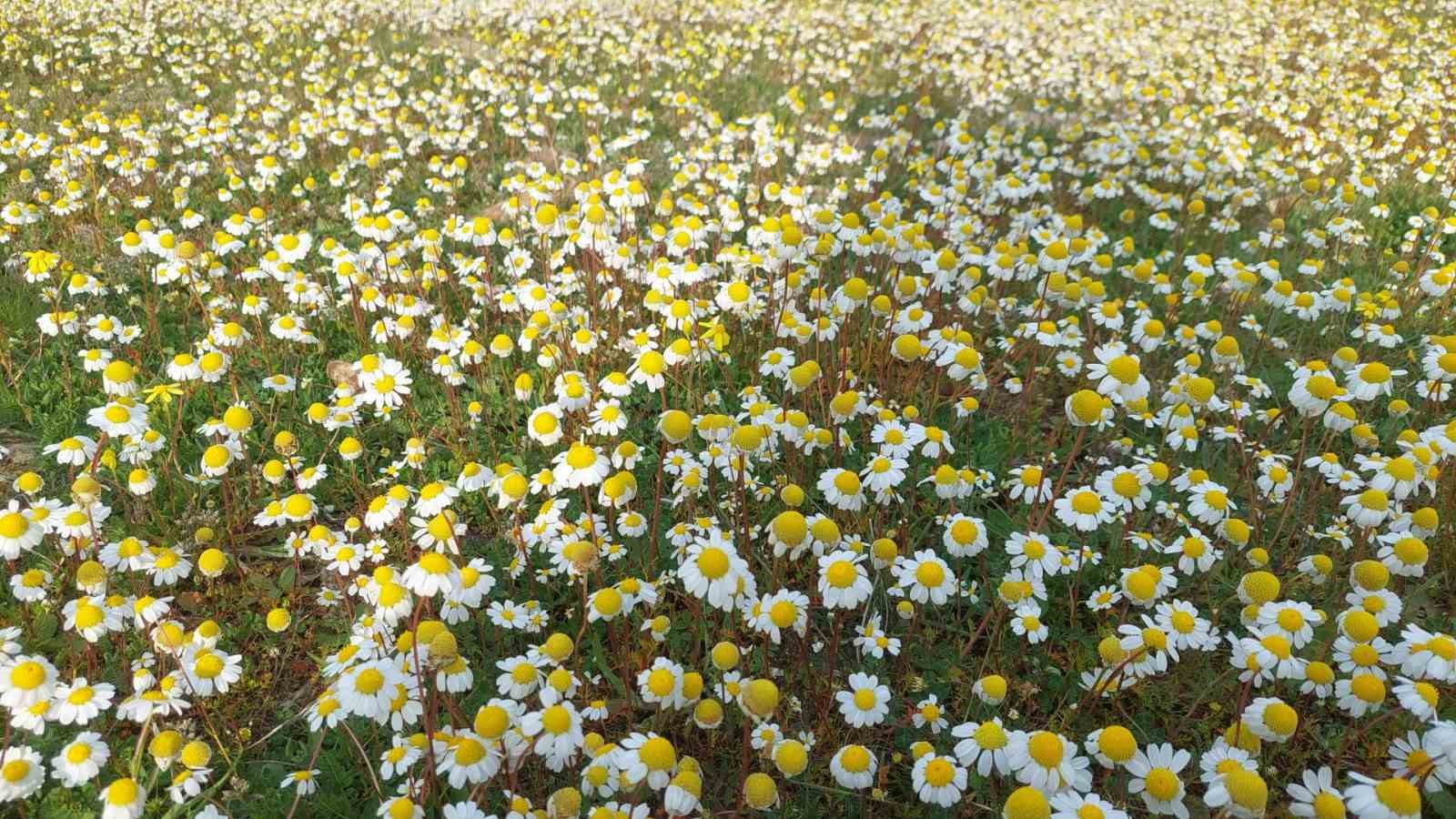 Dağlar çiçek açtı, arıcılar umutlandı