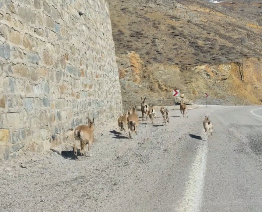 Gümüşhane’de yaban keçileri yavrularıyla birlikte görüntülendi
