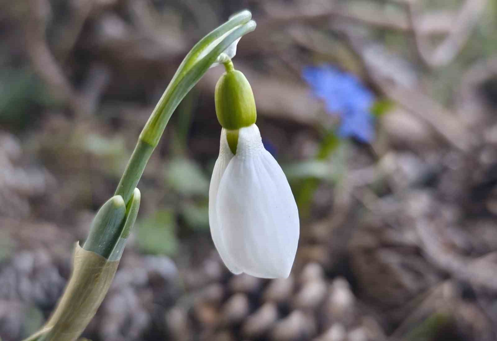 Spil’de kardelenler ikinci kez açtı