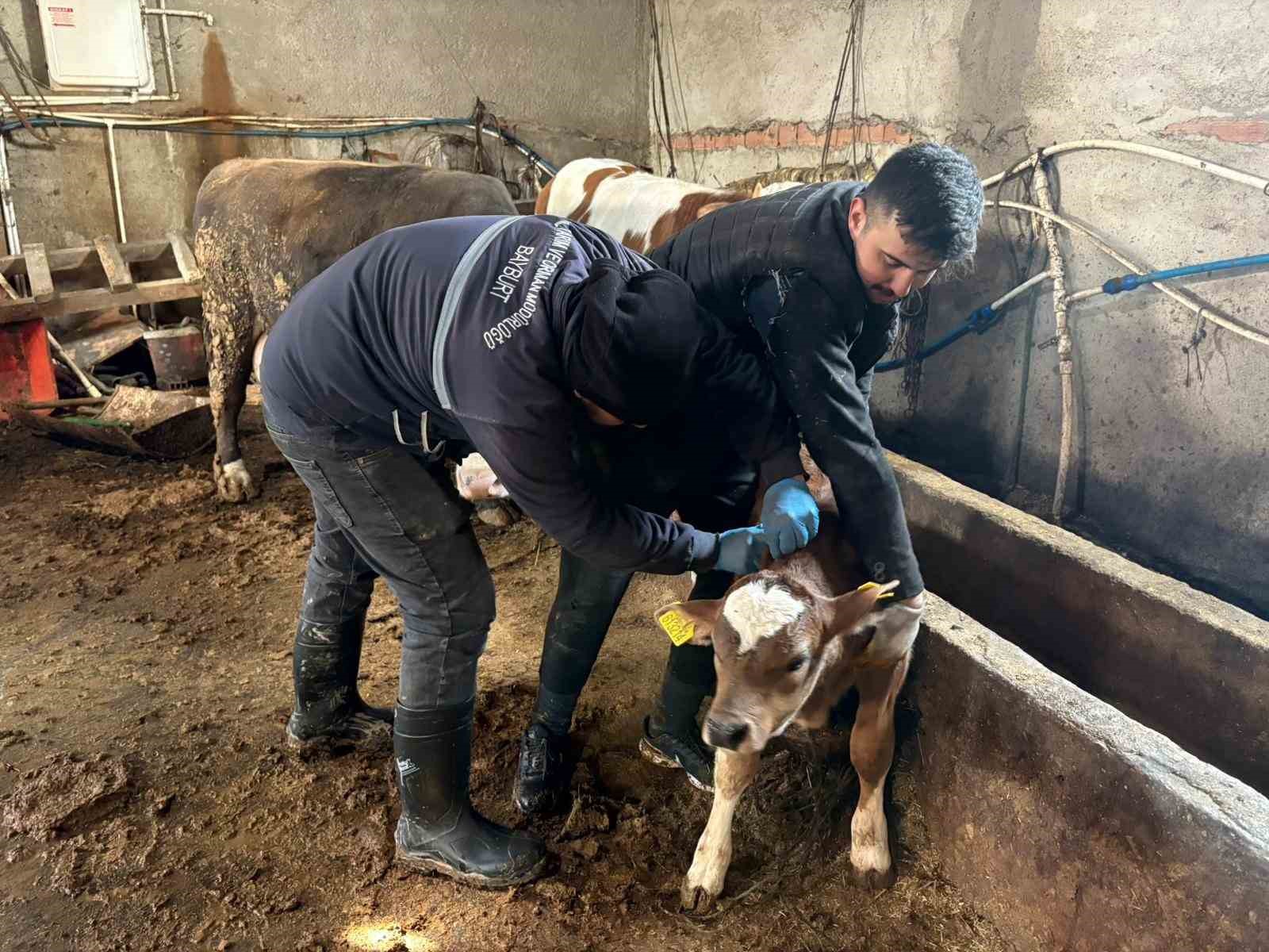 Bayburt genelinde şap, brusella aşılamaları ve küpeleme çalışmaları sürüyor