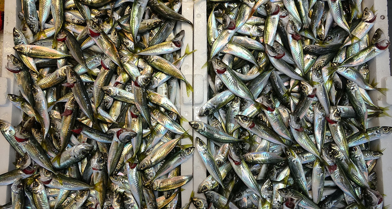 Bayram öncesi balık tezgahlarında bolluk