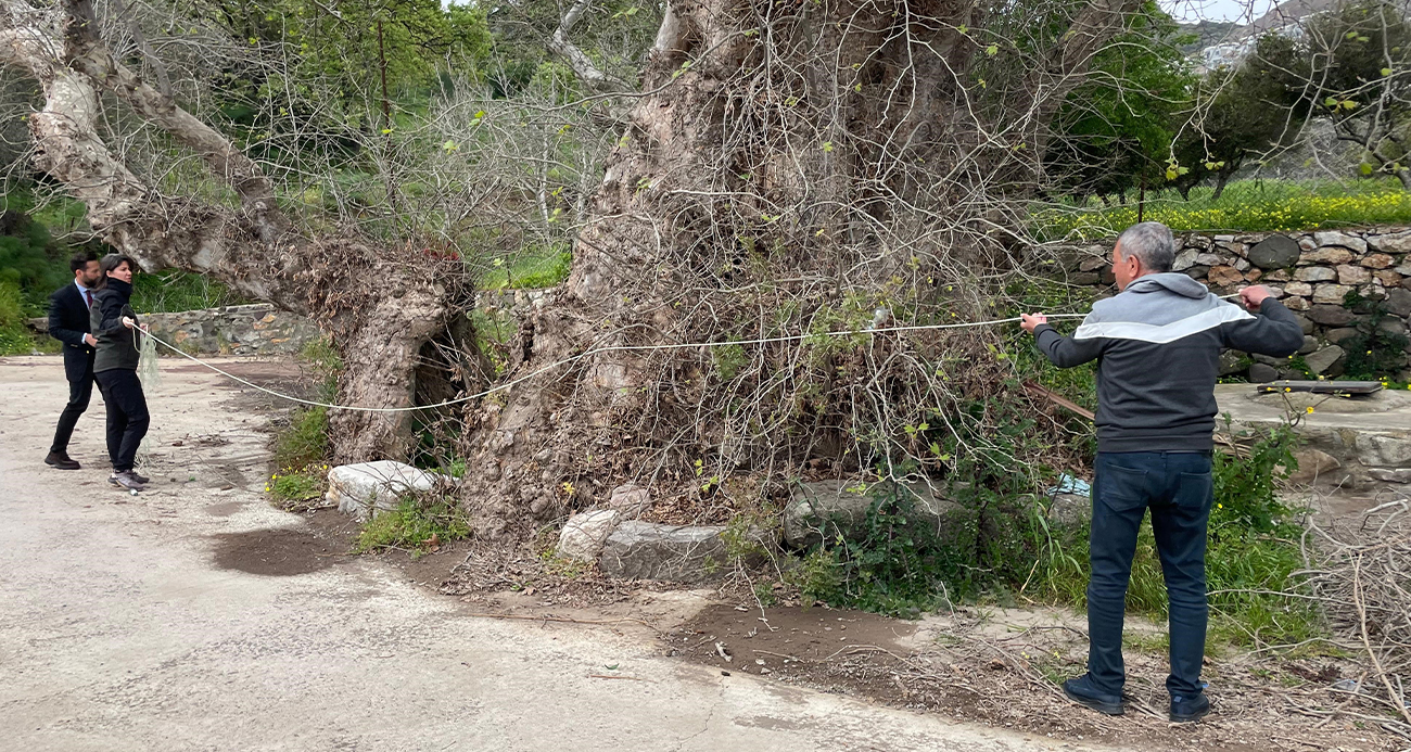 Bodrum’da 2 bin yıllık dev çınar keşfedildi