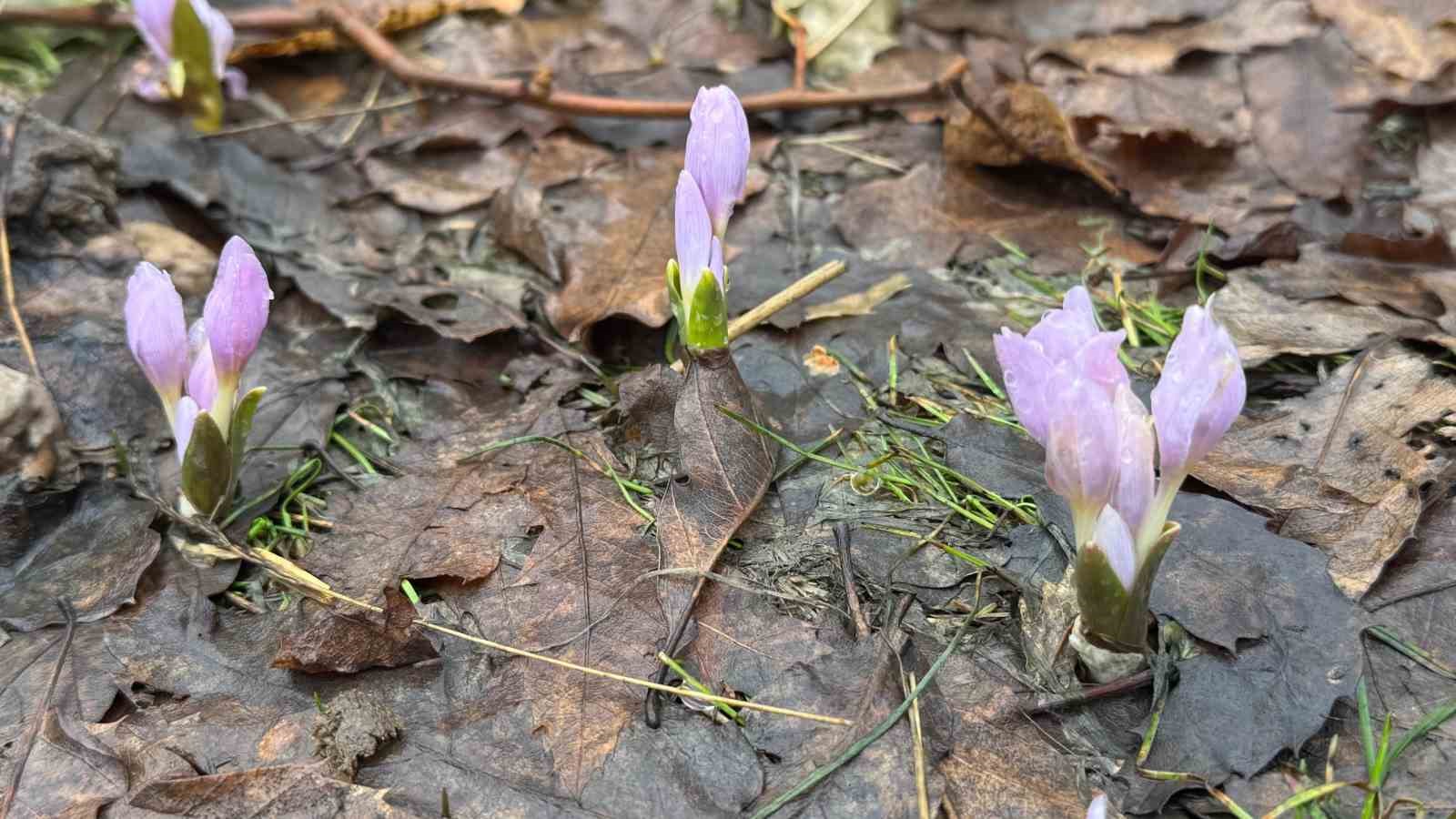 Kış şartlarının devam ettiği Şırnak’ta çiçekler açtı