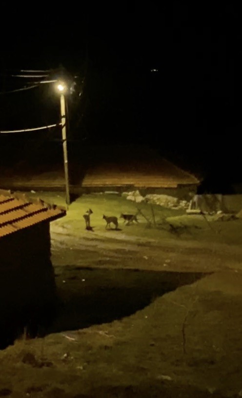 Köye inen kurt sürüsü kamerada