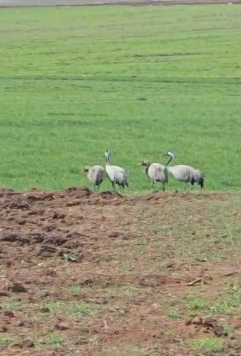 Türkülere konu olan turnalar Tunceli’de görüntülendi
