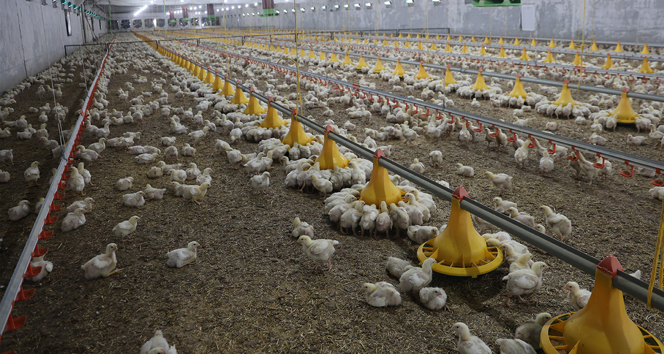 Devletten aldığı destekle ikinci çiftliğini açtı