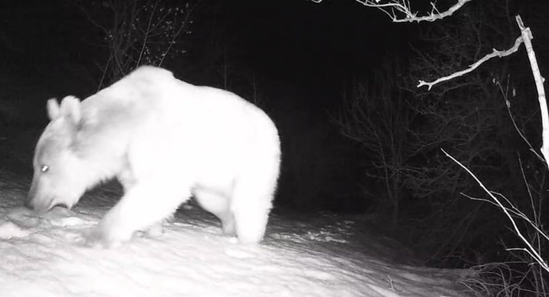 Fotokapana yansıyan yaban hayatı hareketliliği
