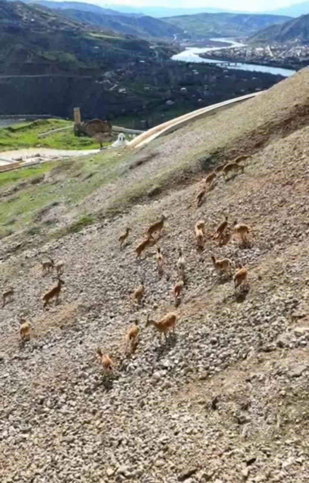 Dağ keçileri Palu Kalesi’nde