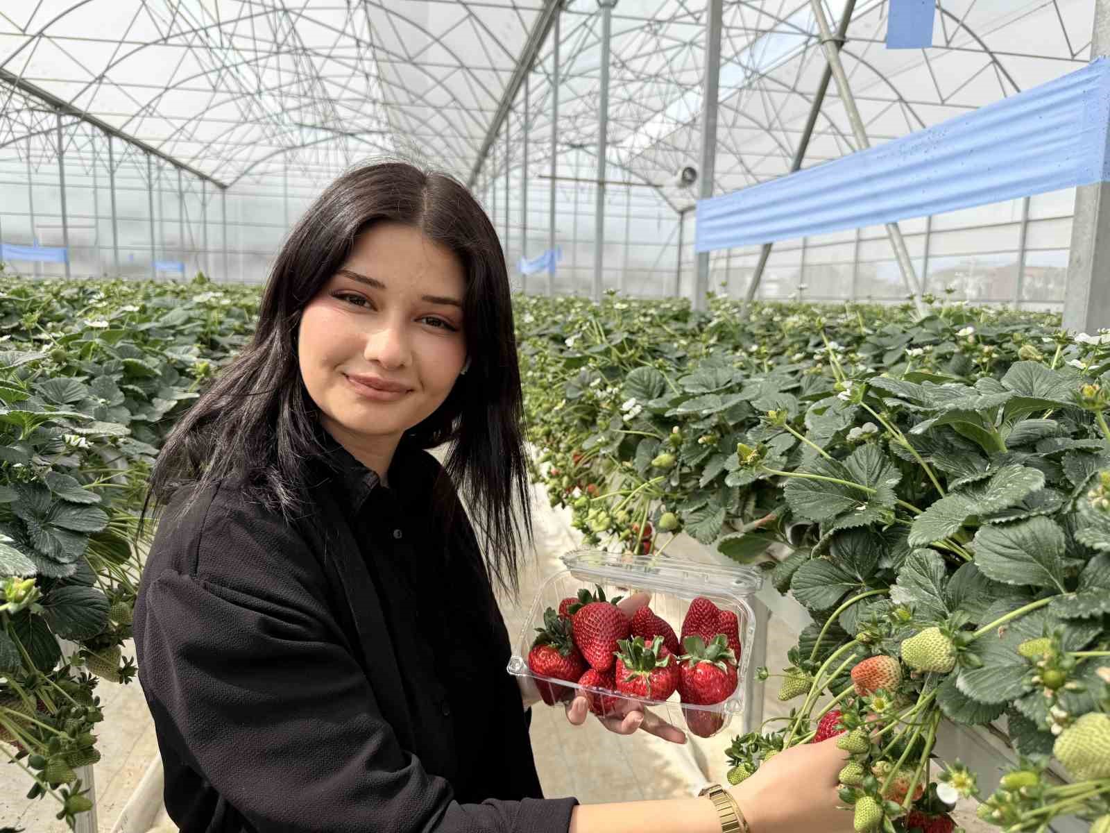 Tarsus’ta topraksız tarımda ilk çilek hasadı yapıldı