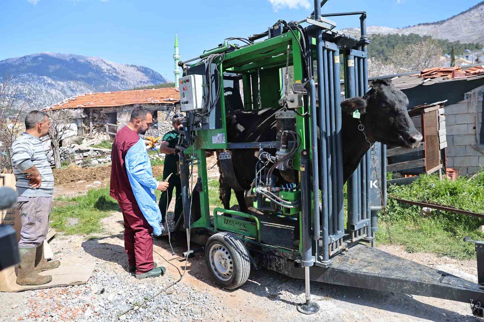 Gündoğmuşlu üreticilerin büyükbaş hayvanlarına tırnak bakım desteği