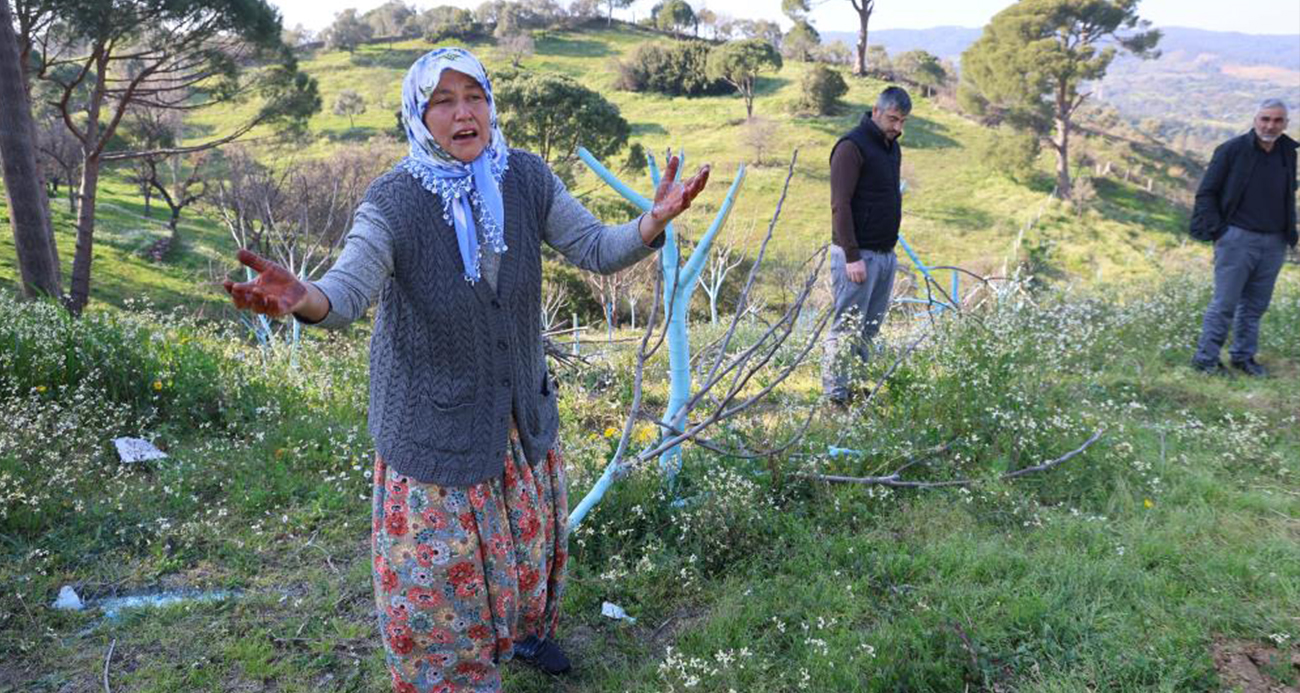 Böyle öfke görülmedi, bir gecede yüzlerce incir ve zeytin ağacını kesip ortadan kayboldular