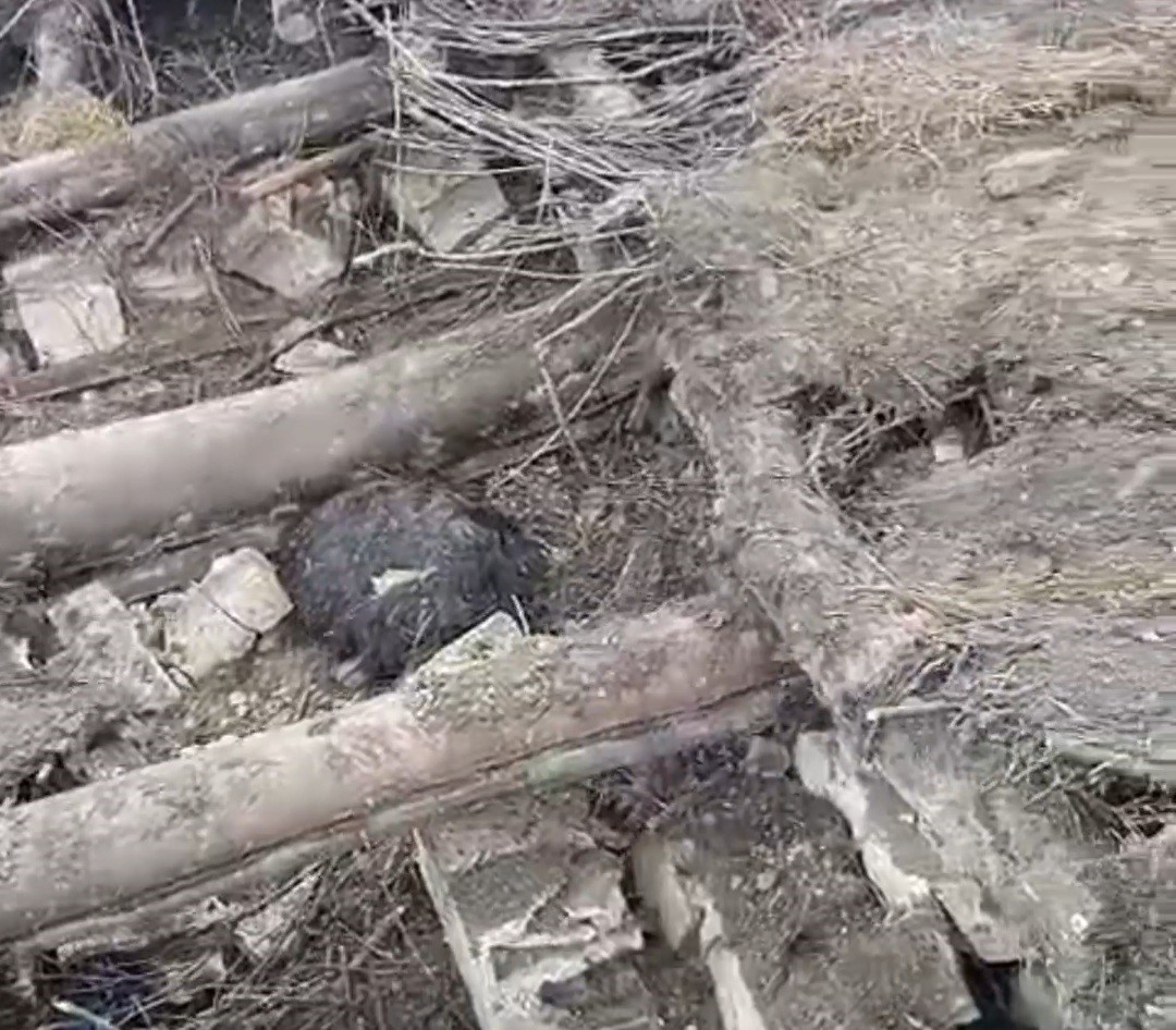 Başkale’de ahır çöktü: 20 küçükbaş hayvan göçük altında kaldı