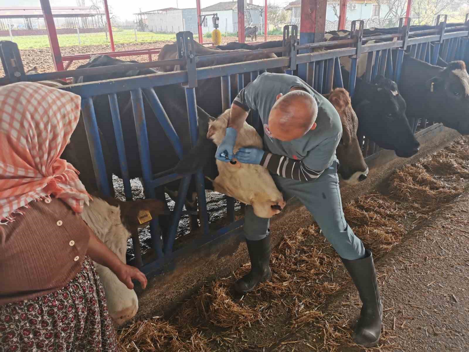 Bozdoğan’da aşı ve küpeleme çalışmaları sürüyor