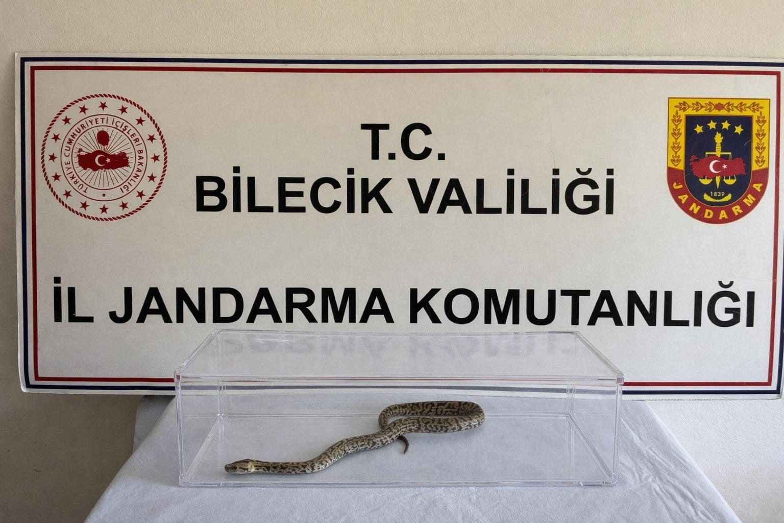 Bilecik’te nesli tükenmekte olan piton yılanı yakalandı