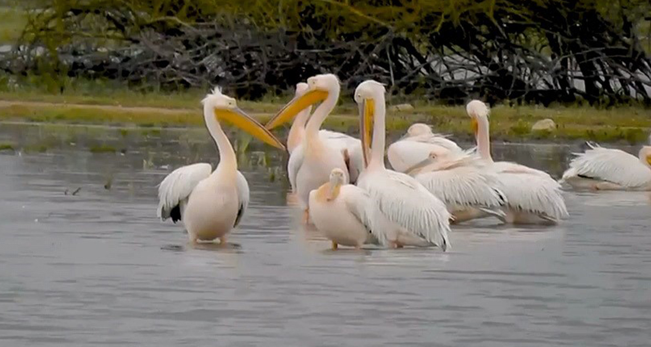 Göç eden pelikanlar Bursa’da mola verdi