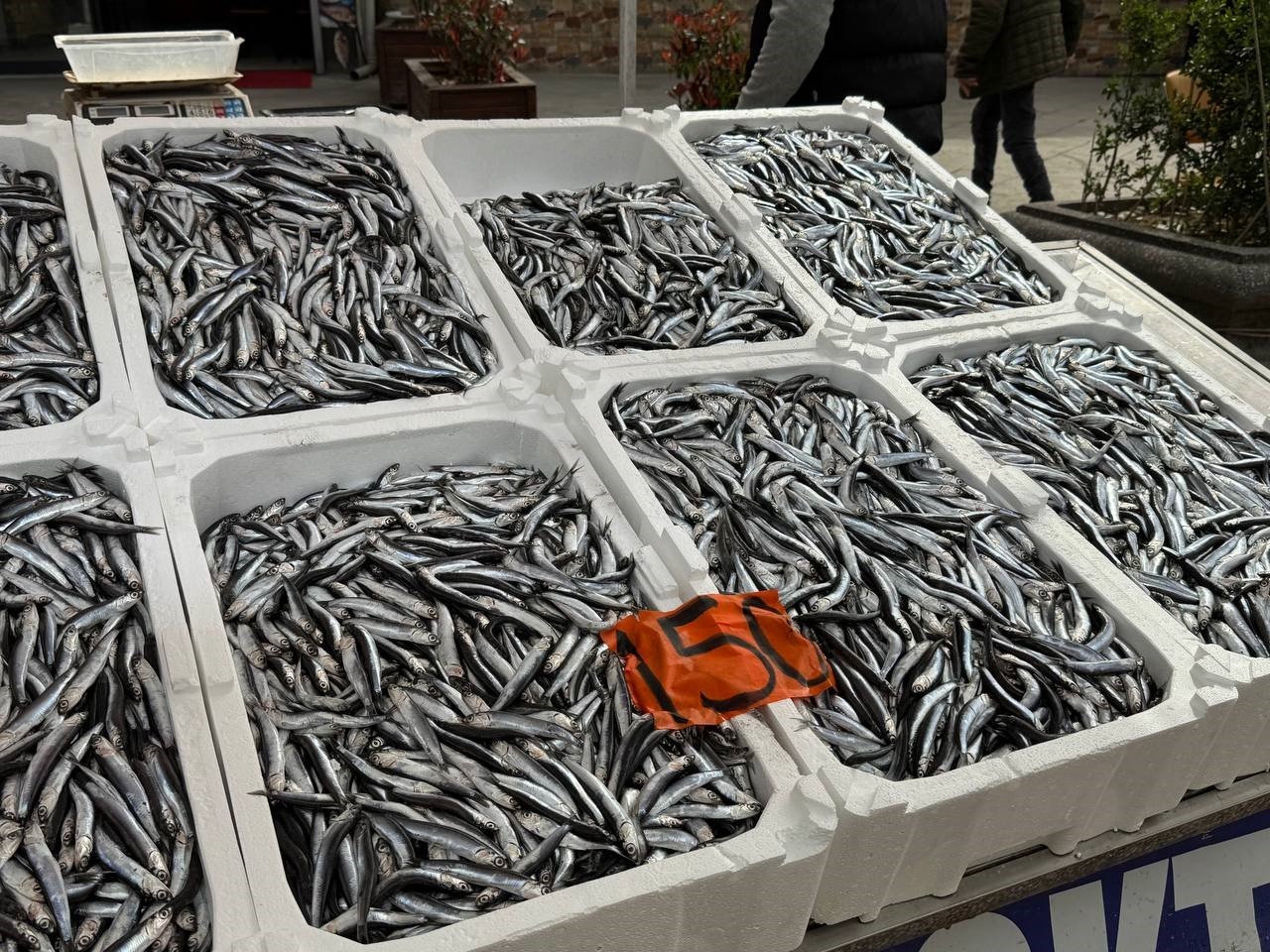 Tezgahlarda hamsinin son günleri: Kilosu 150 liradan satılıyor
