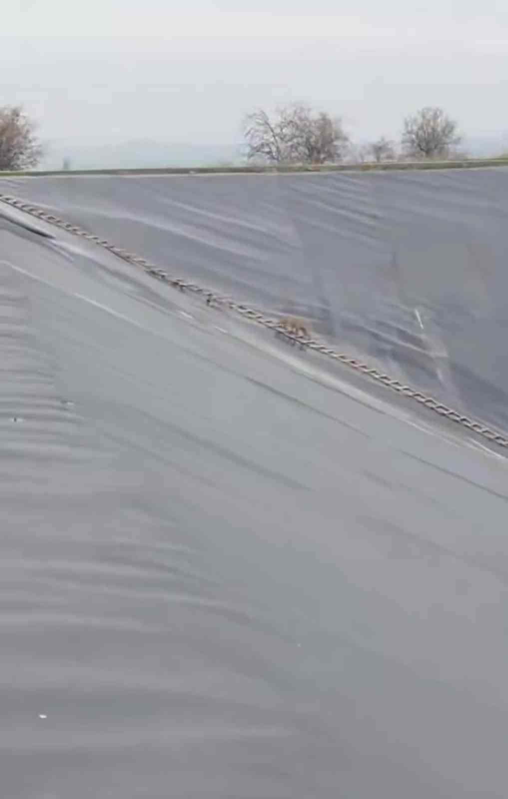 Yapay gölete düşen çakal merdivenle kurtarıldı