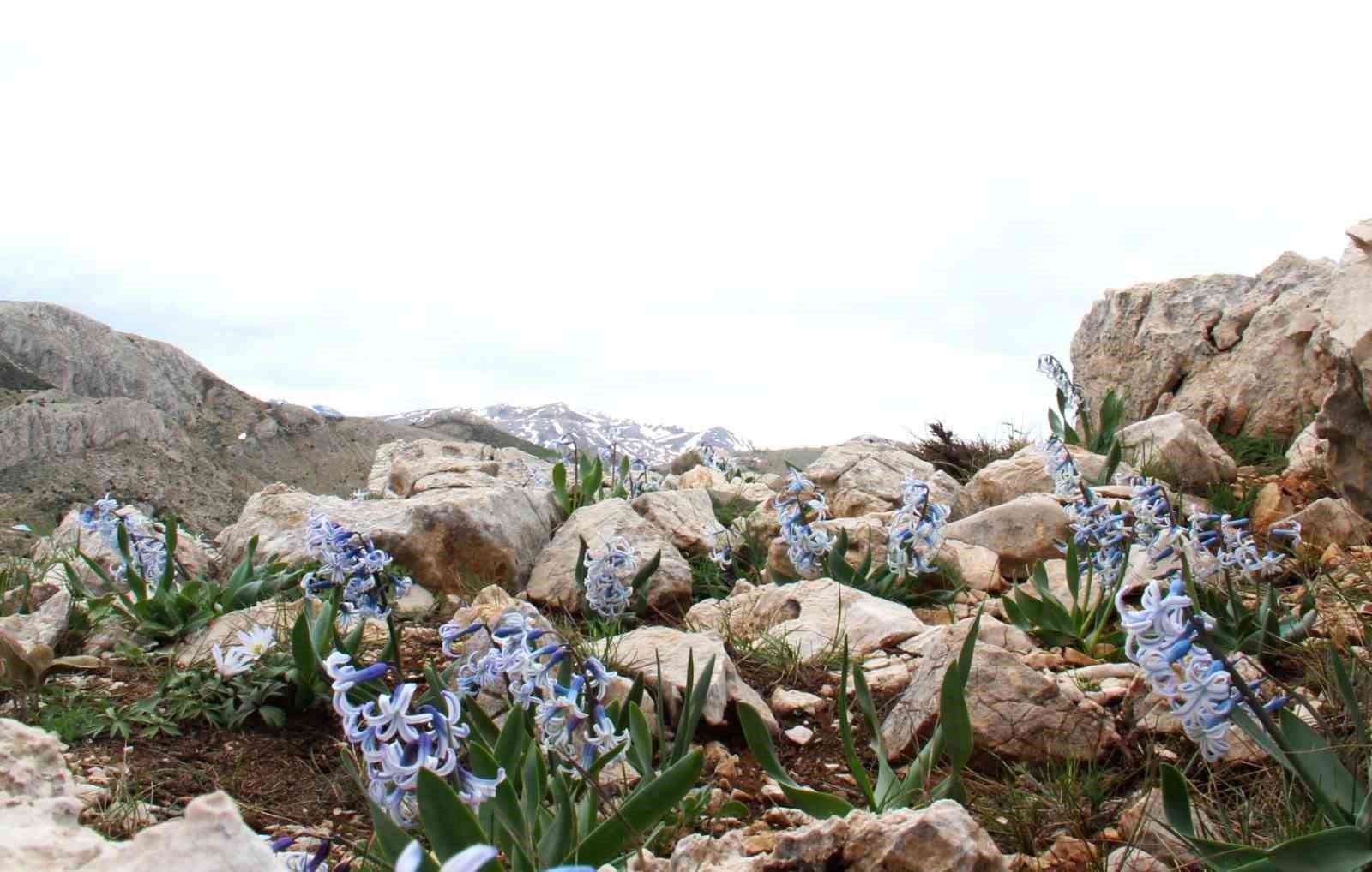 Kar altından çıkan kaya sümbülü görsel şölen sunuyor