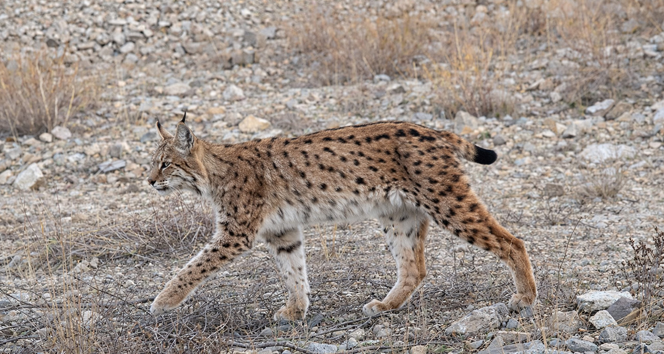IUCN kırmızı listesinde yer alıyor: ’Ormanın hayaleti’ en net haliyle görüntülendi