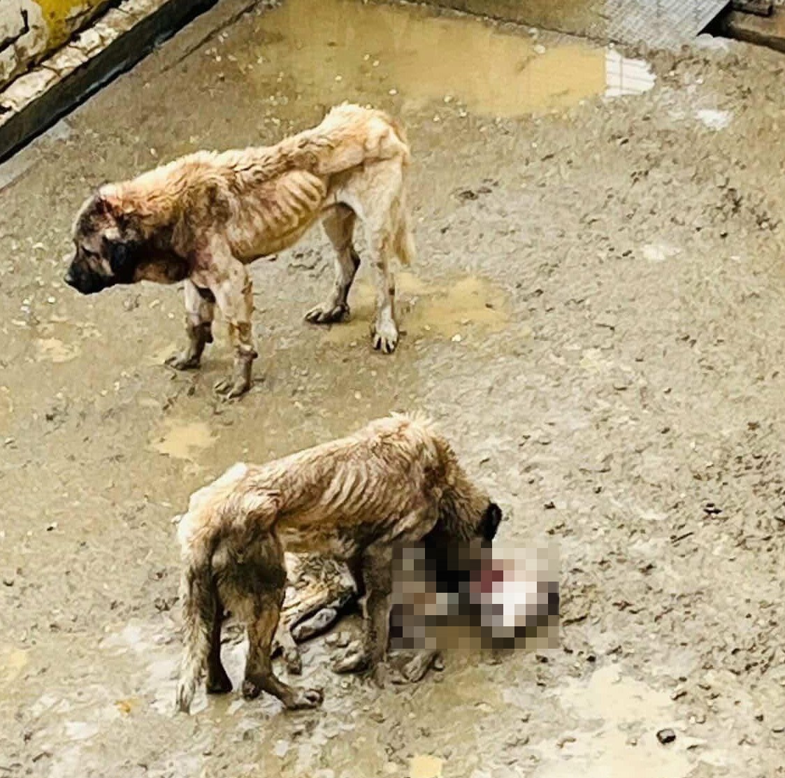 Bozüyük Belediyesi’ne ait barınakta aç kalan köpekler birbirini yedi