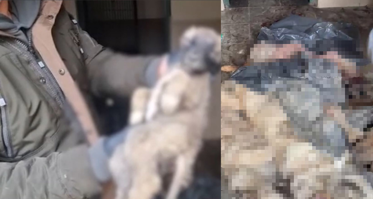 Bozüyük’teki barınak skandalına bir yenisi daha eklendi