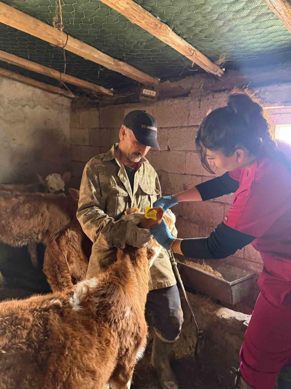 Elazığ’da şap aşılama çalışması sürüyor