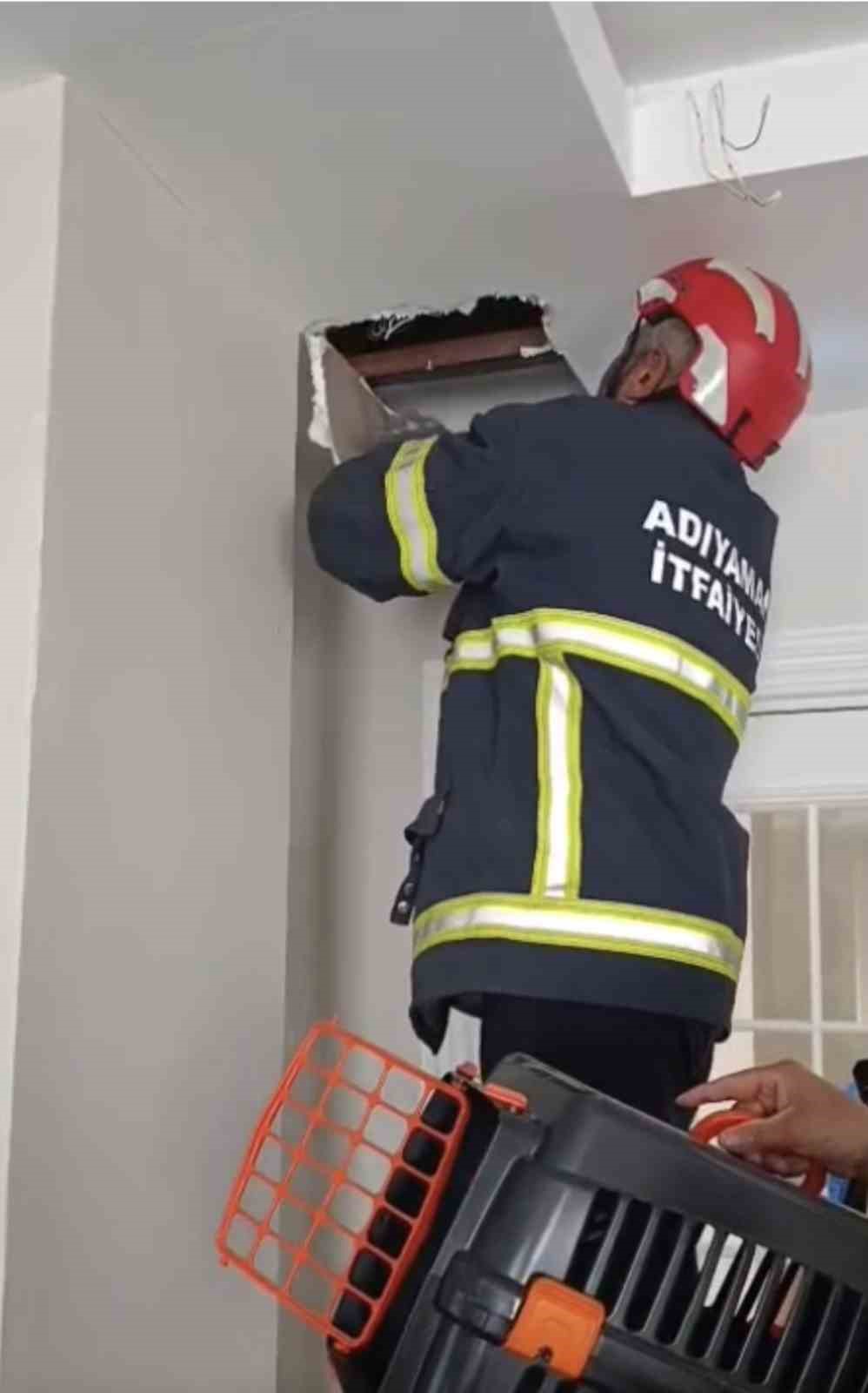 Asma tavanda sıkışan 4 yavru kedi kurtarıldı