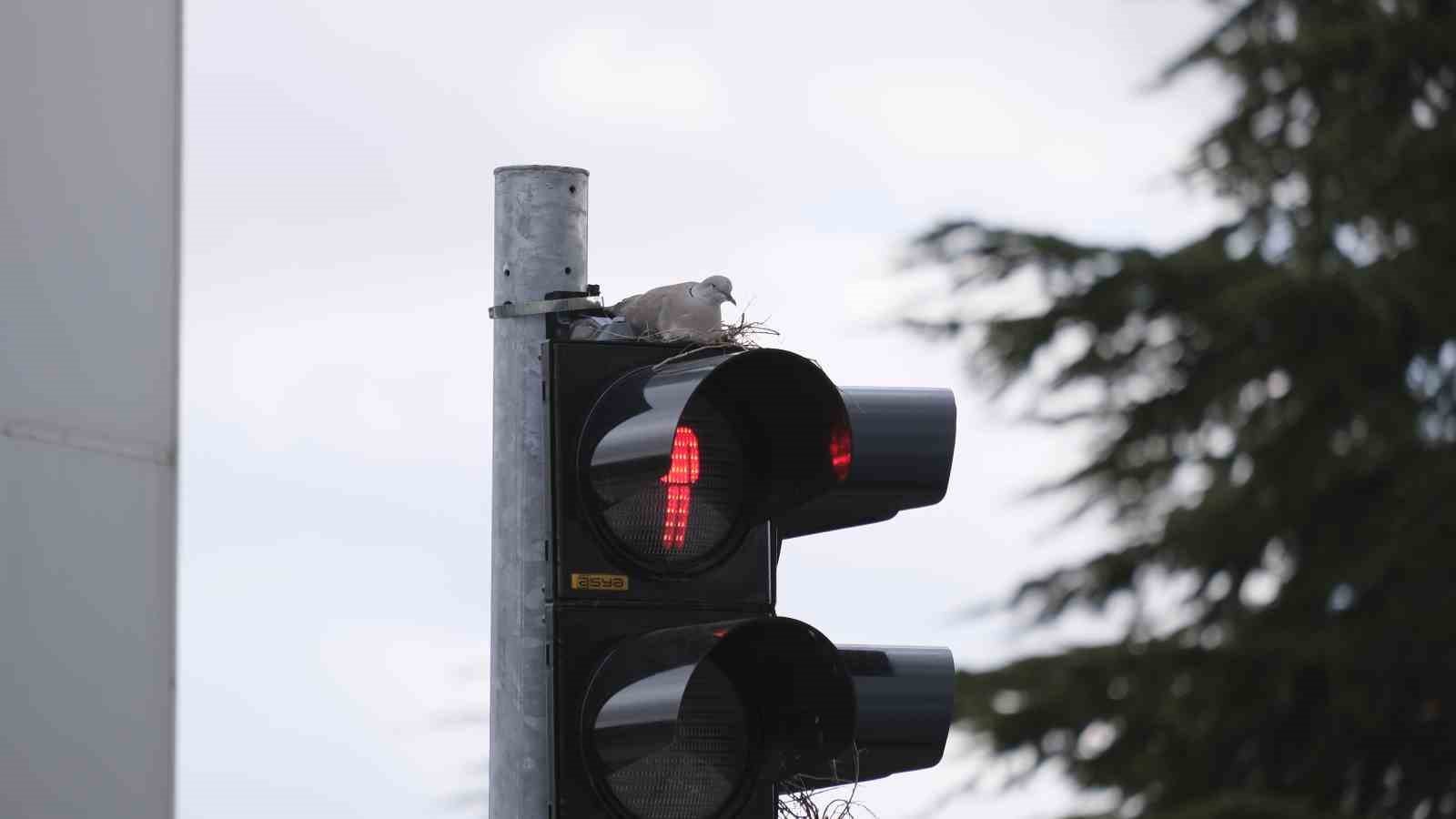 Karaman’ın en işlek kavşağındaki trafik lambasına yuva yapan kumru görenleri şaşırtıyor