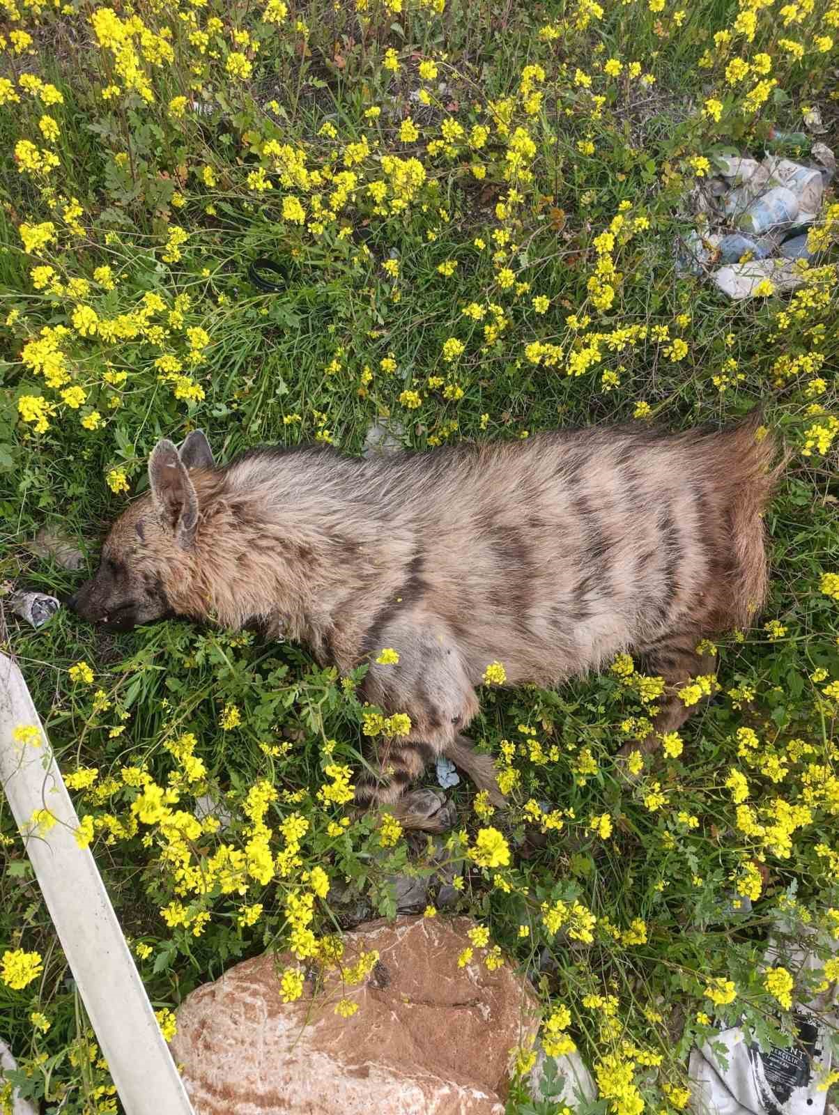 Aracın çarptığı sırtlan telef oldu