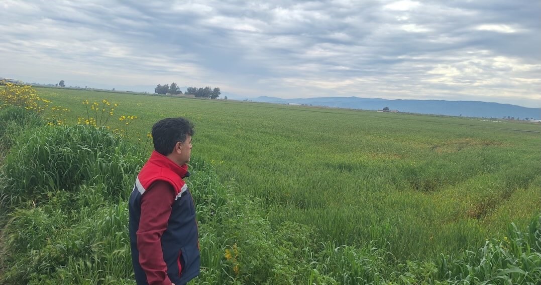 Söke’de hububat ekili araziler denetlendi