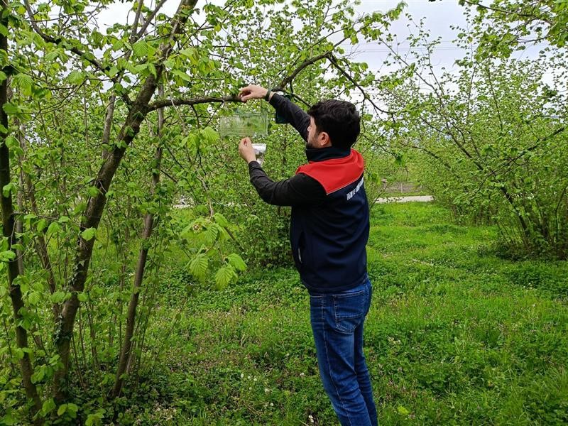 Fındık bahçelerinde takip başladı