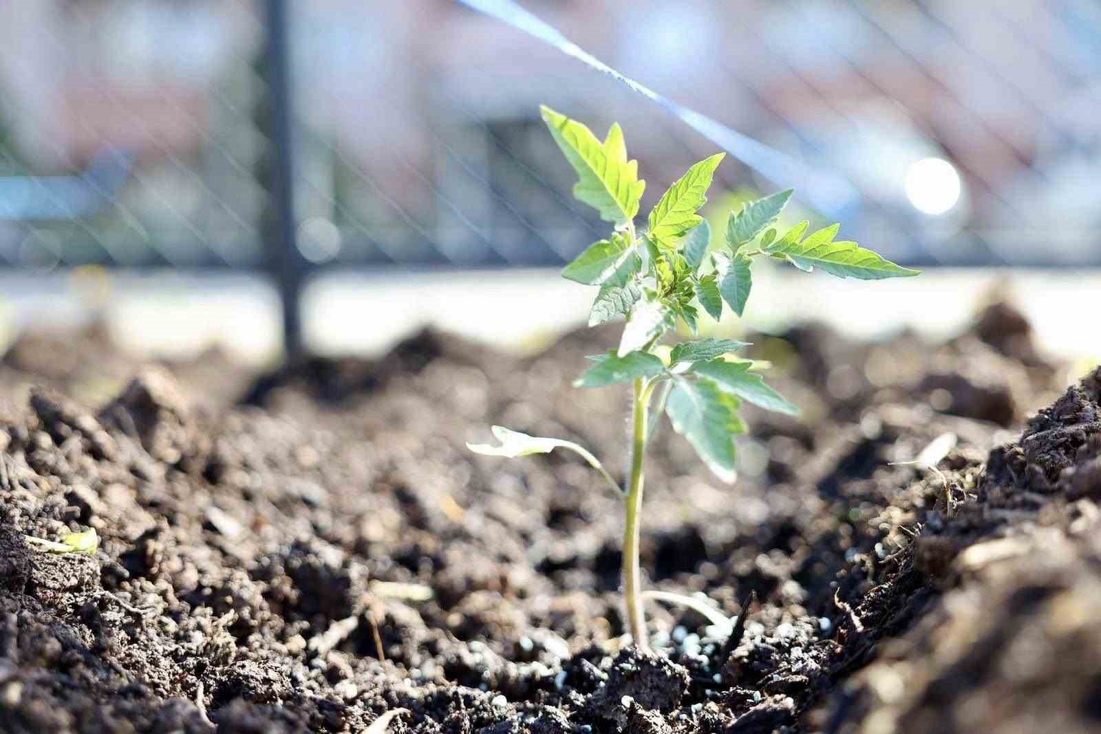 Kendi kompost gübresini üreten belediyeden 