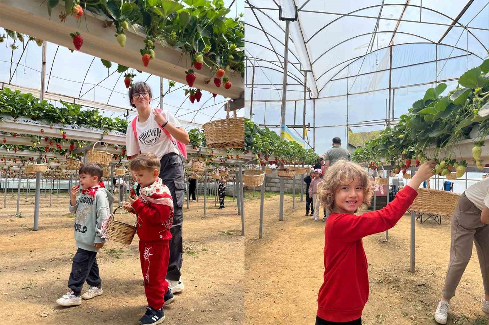 ALKÜ’lü minikler fidan dikip çilek topladı