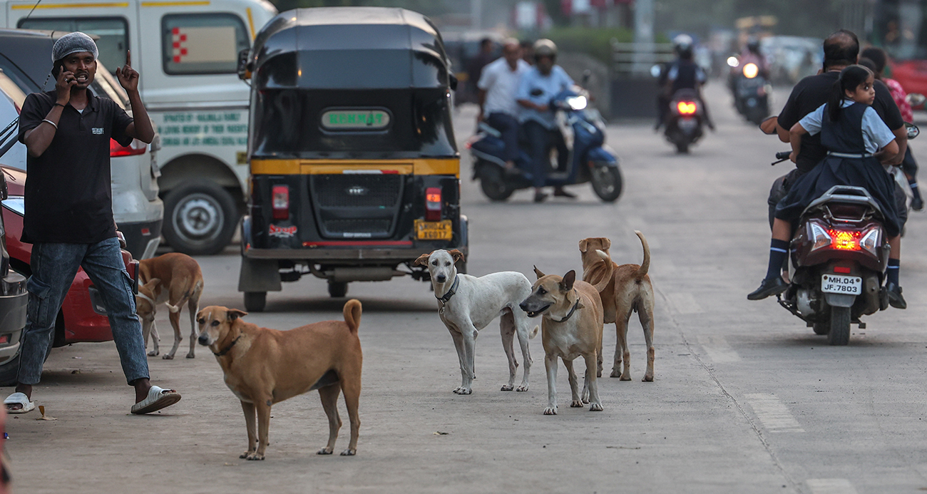 Hindistan’da 62 milyon sokak köpeği, sokakları işgal ediyor