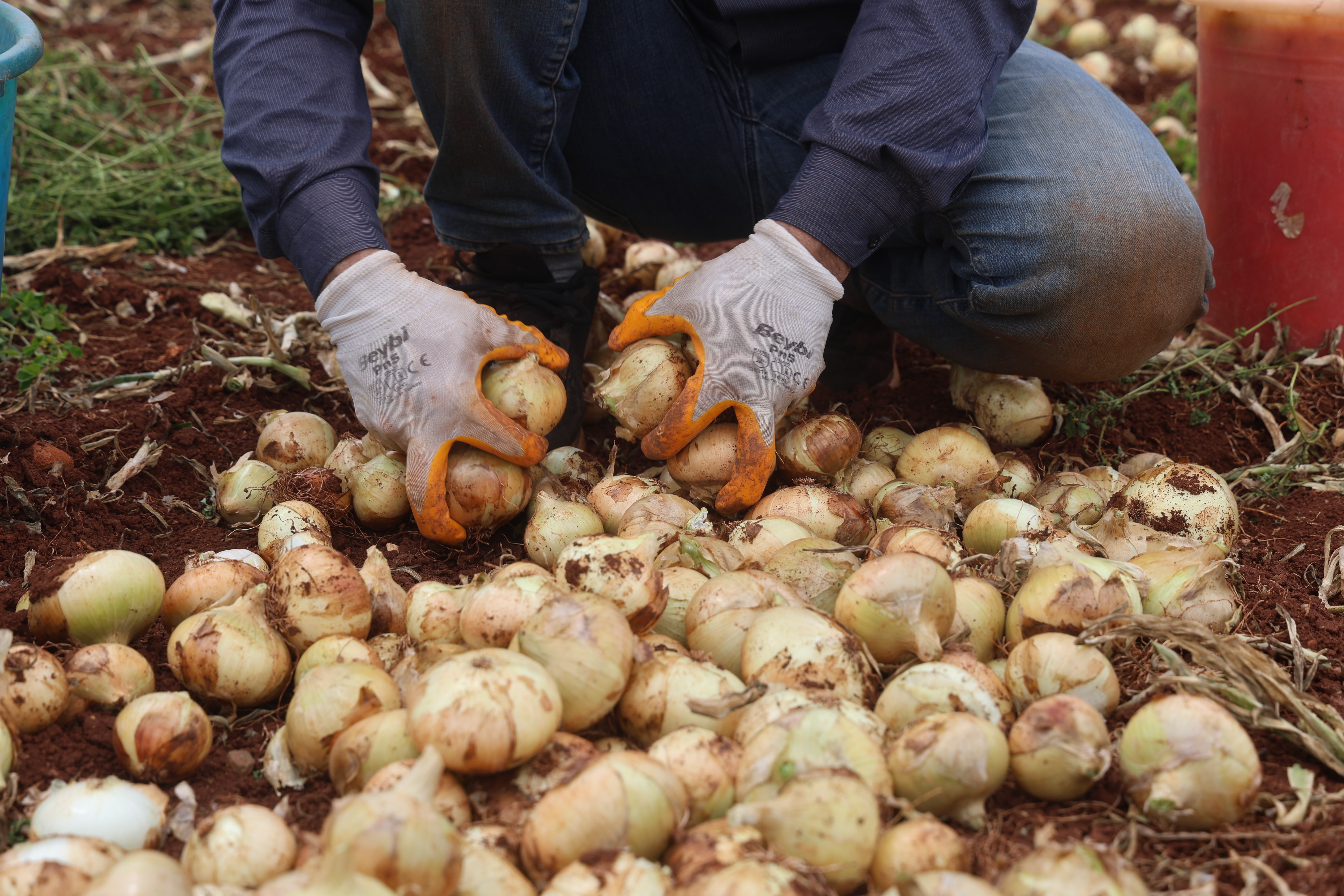 Türkiye’nin Suriye sınırında bereketli soğan hasadı