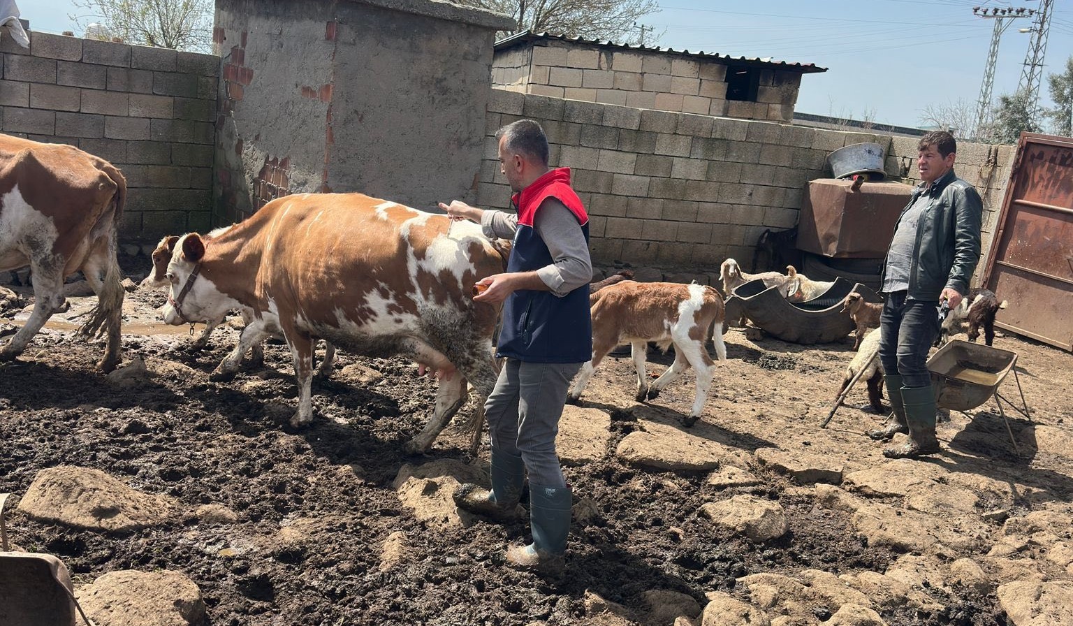Cizre’de hayvan sağlığı için yoğun mesai
