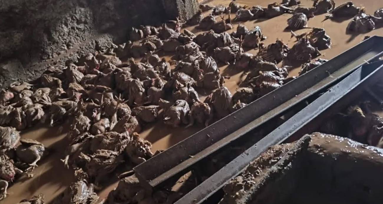 Siirt’te araçlar sel sularında kayboldu, onlarca hayvan telef oldu