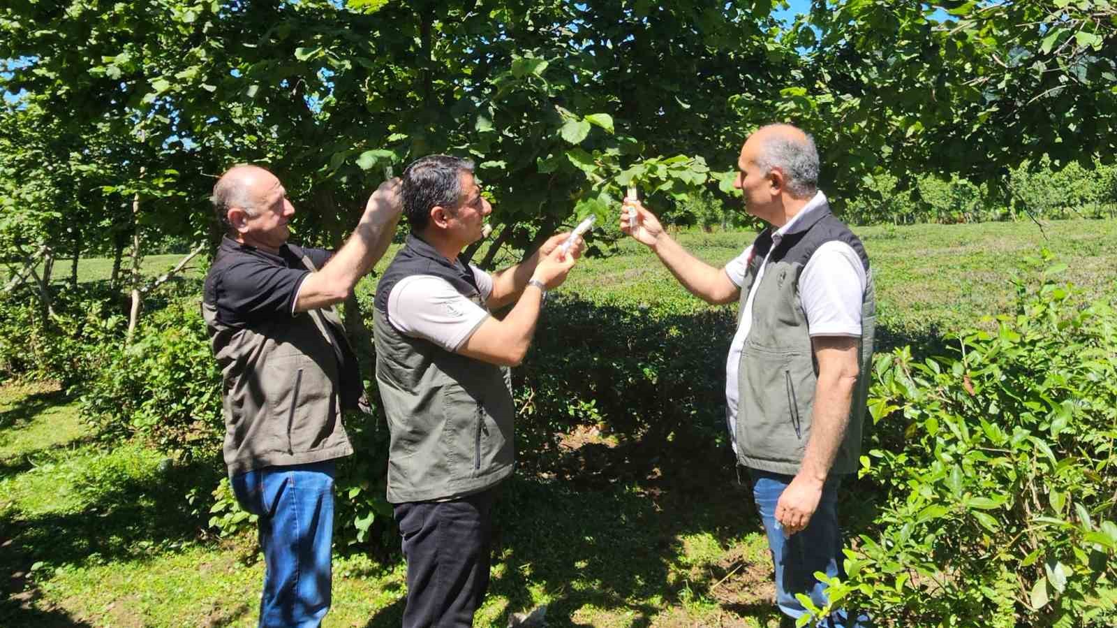 kahverengi-kokarca-ile-mucadelede-11-bin-samuray-aricigi-salindi