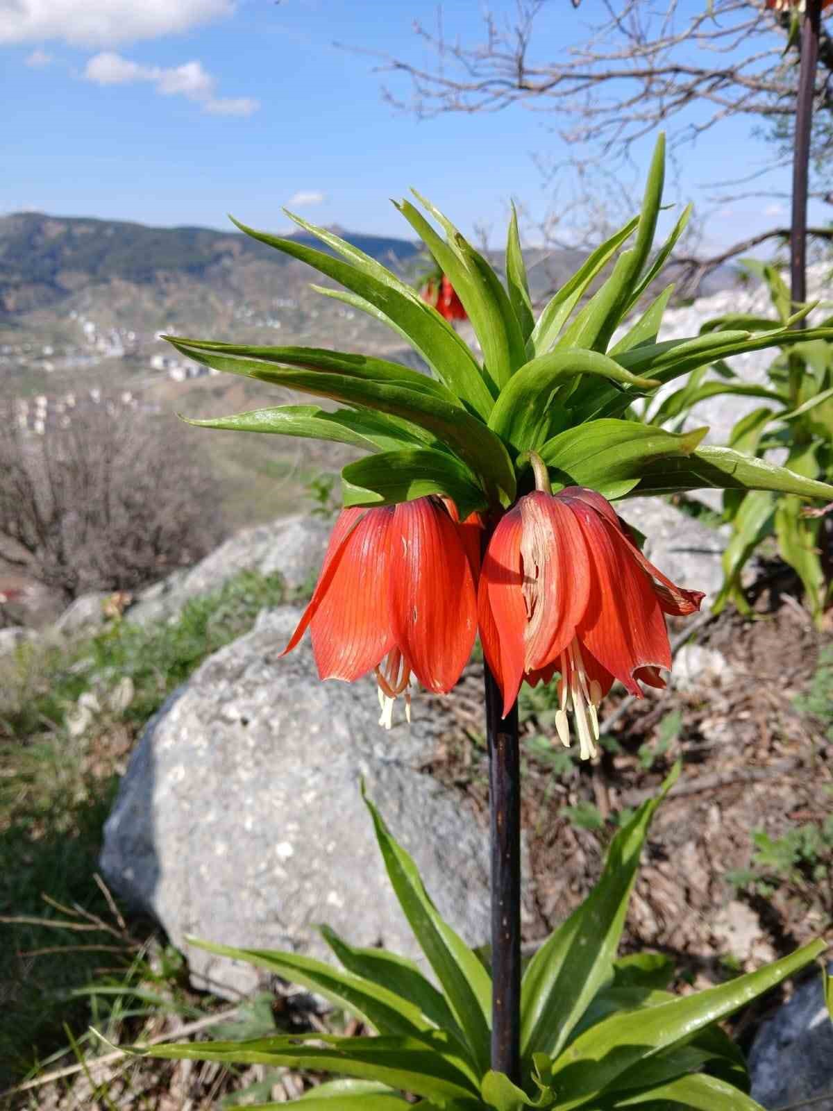 Sincik dağlarında açan ters laleler hayran bırakıyor