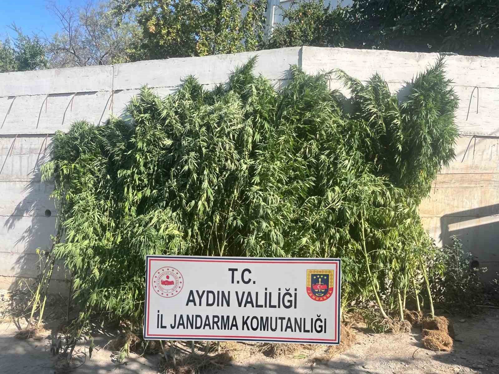 efeler-de-ikamette-250-kok-kenevir-ele-gecirildi