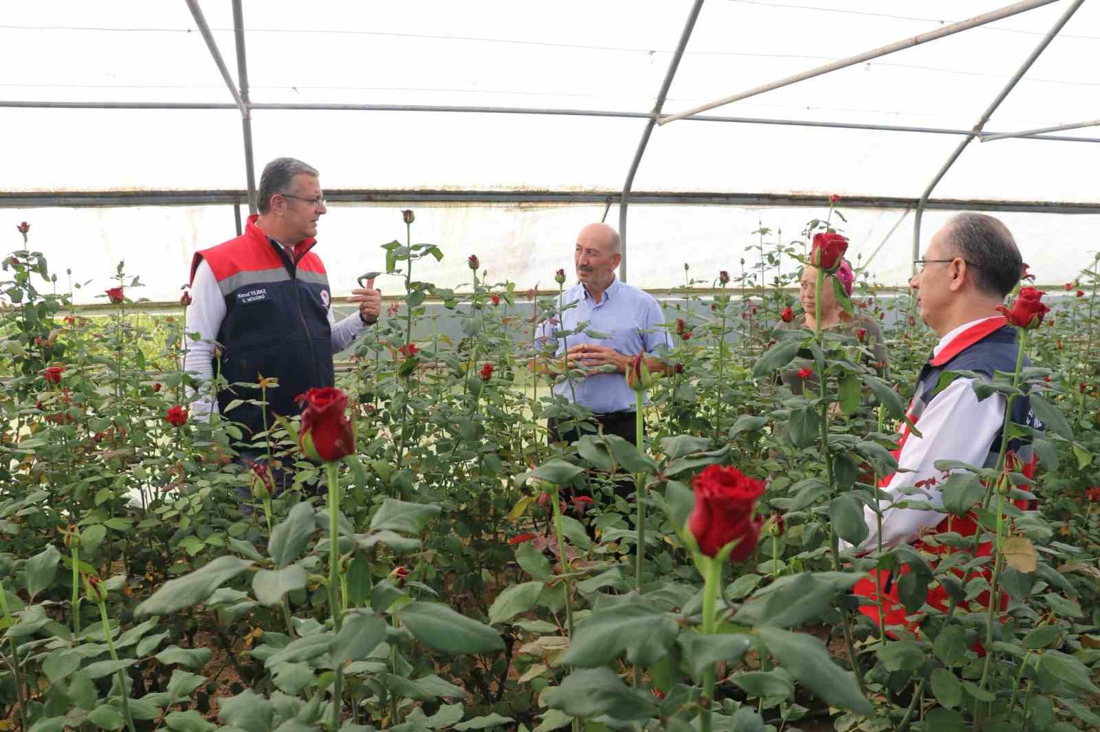 samsun-da-kesme-cicekte-7-milyon-adetlik-uretim