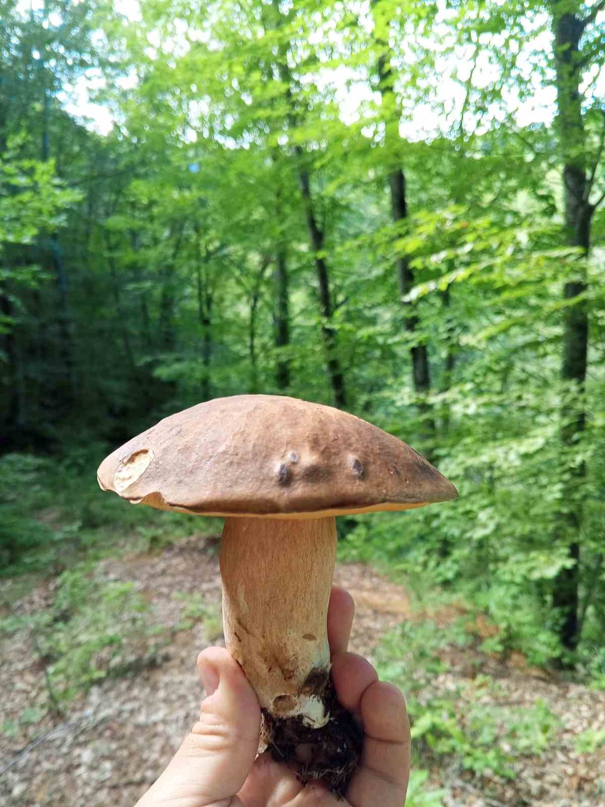 sinop-ta-yagislar-mantar-bereketini-artirdi