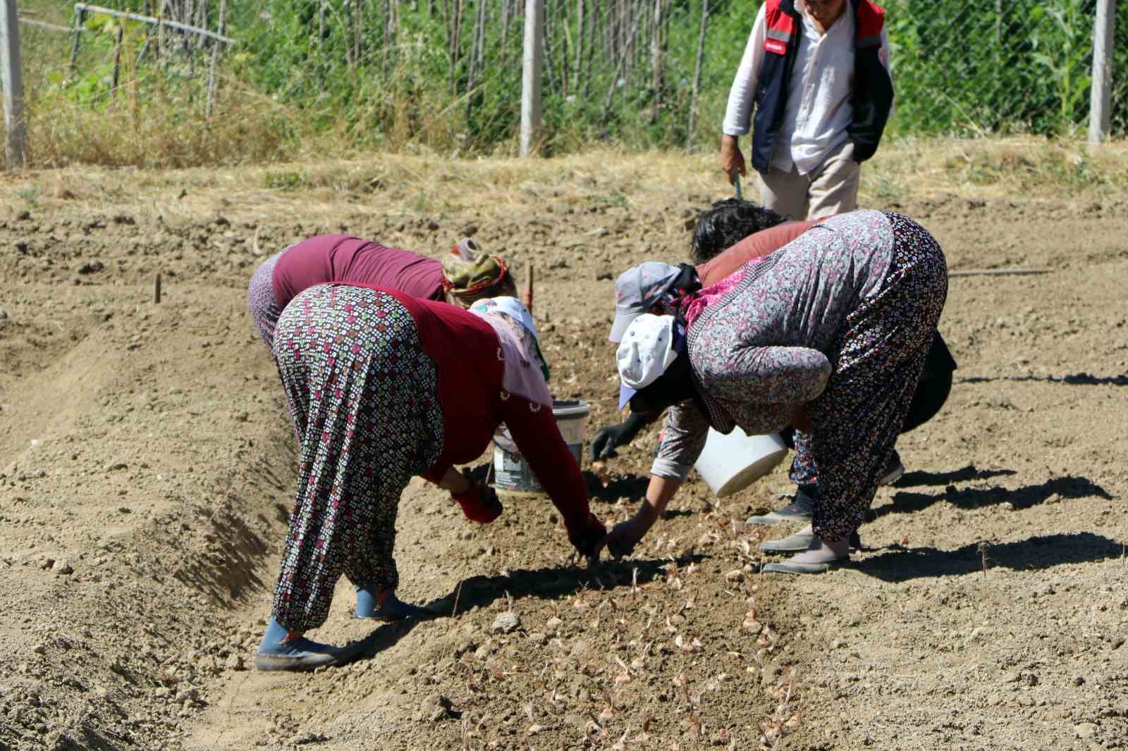 kilosu-600-bin-lira-safranin-yeni-sezon-dikimi-basladi