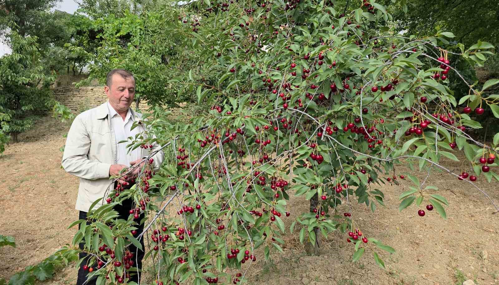 kutahyali-visne-ureticileri-taban-fiyat-ve-fiyat-istikrari-istiyor