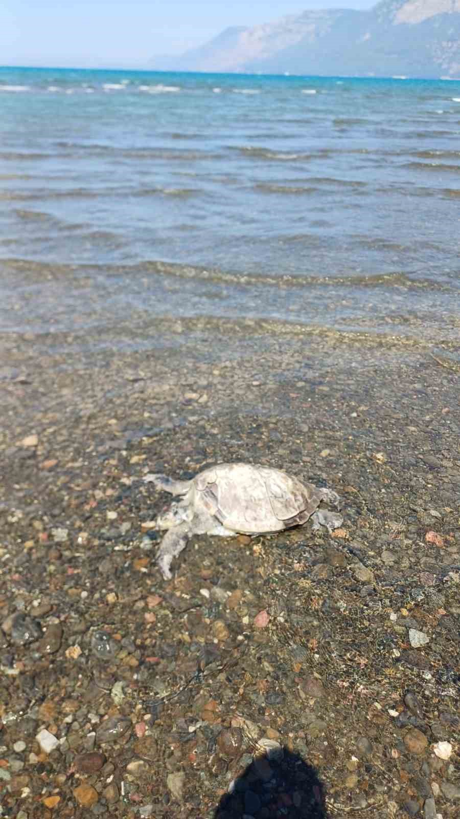 ula-da-sahilde-caretta-caretta-bulundu