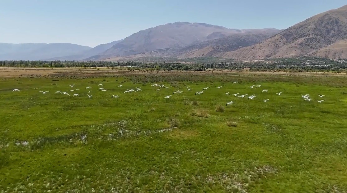 goc-yolundaki-leyleklerin-erzincan-molasi-havadan-goruntulendi