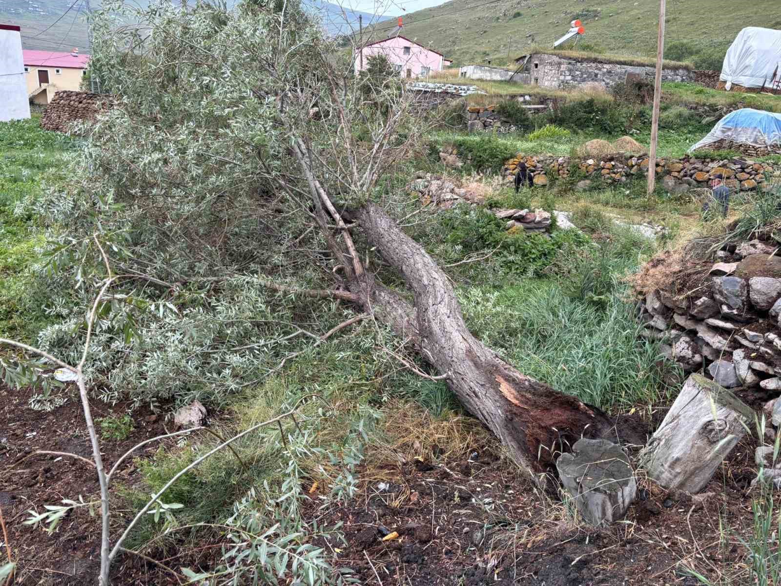 ardahan-da-siddetli-firtina-agaclari-kokunden-soktu