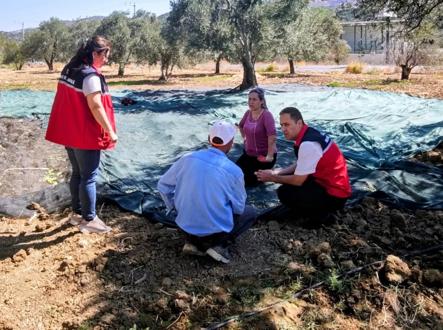 gomec-te-zeytin-hasadina-baslandi