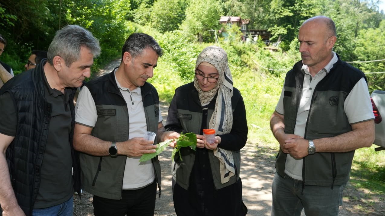 kestane-ormanlarini-korumak-icin-5-bin-samuray-arisi-dogaya-salindi