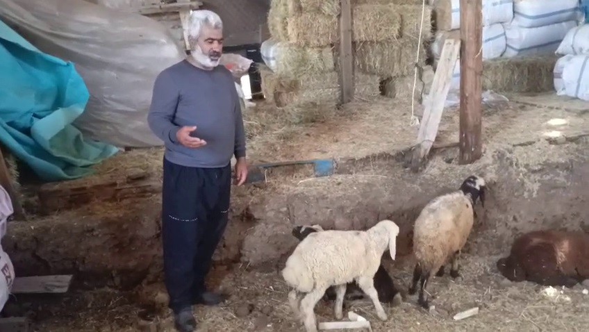 kurtlar-agila-girdi-14-koyun-telef-oldu-30-hayvan-kayboldu